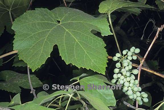 vitis californica 2 graphic